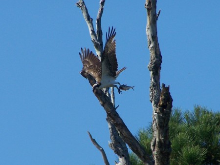 Osprey