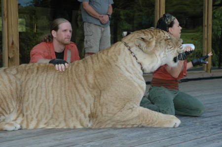 The Liger with a trainer and handler