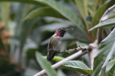 Hummingbird