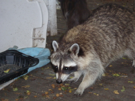 One of about 12-15 raccoons