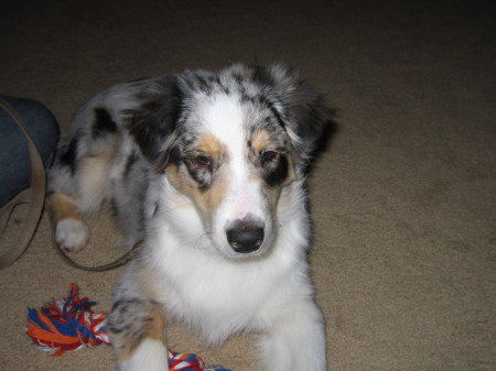 Our newest addition, Nikki, an Australian Shepherd