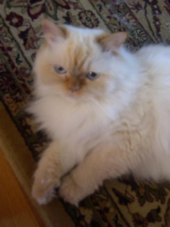 My Persian