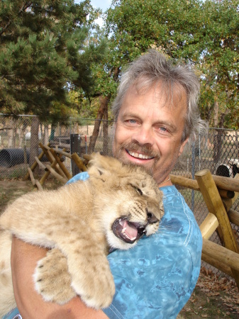 African lion cub