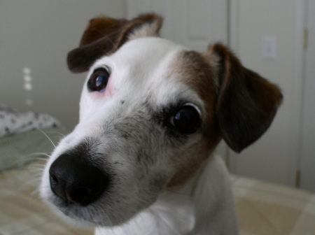 "SIMON" Jack Russell #2