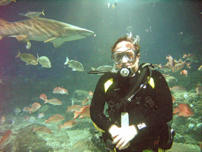 Sharks.  Mooloolaba, QLD, AU