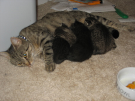 Momma-kitty and her kittens