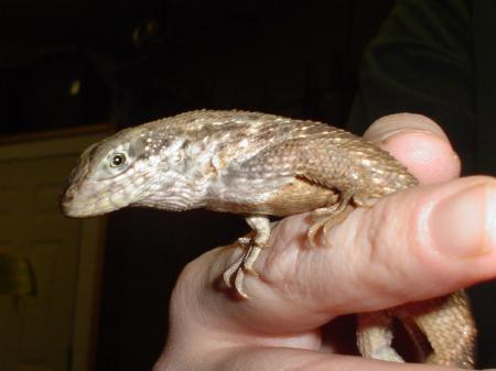 Leroy the curly tailed Lizard