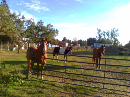 L-R, Reese, Nikki, and Gideon