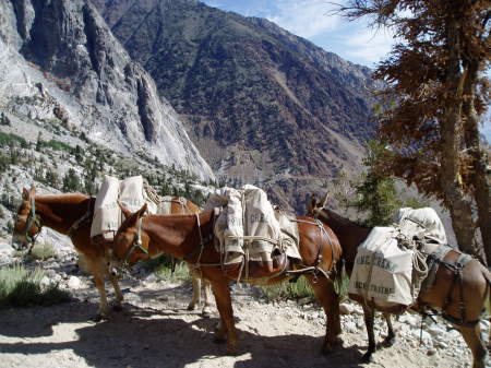 Loaded down mules on the Pine Creek trail