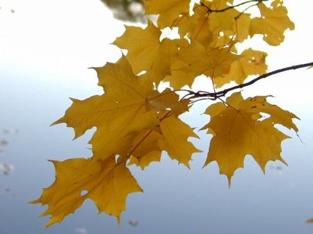 Leaves Over Water