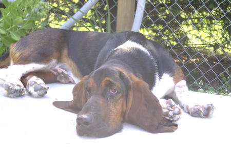 My basset hound, Bozley