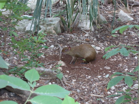 RODENT IN MEXICO