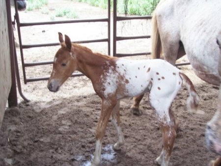 New foal