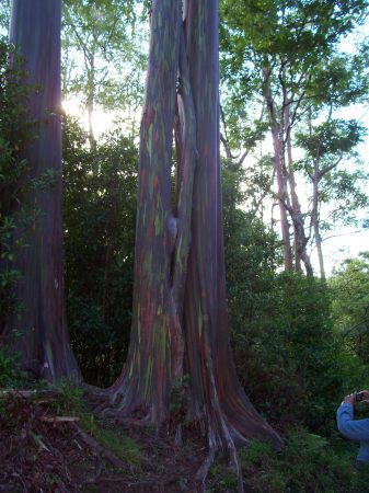 Rainbow Trees