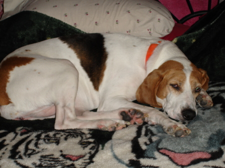 DaisyLou: Treeing Walker Coon Hound