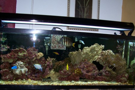 SALT WATER AQUARIUM AT HOME