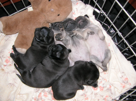 Our baby pugs