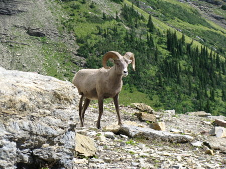 Bighorn on the Trail...Glacier National Park