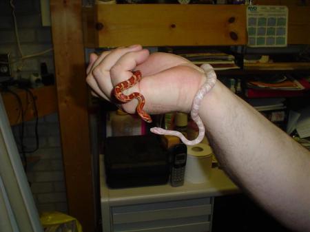 Sunglow and Snow corn snakes