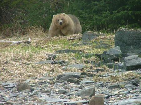 Grizzly bear of Alaska