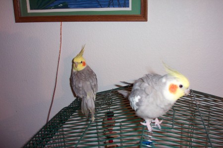 Our Birds Cinnamon And Baby