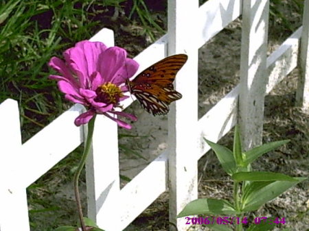 a hungry visitor