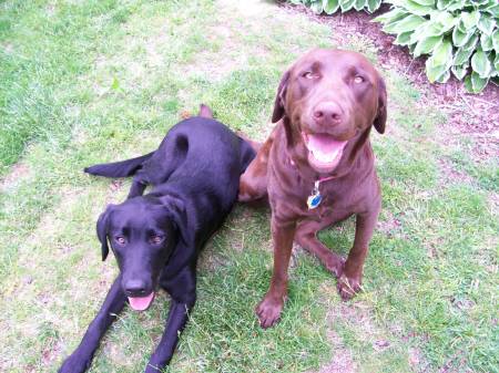 Gunner and Brownie