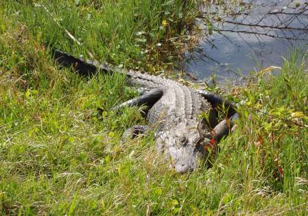 Florida water hazard