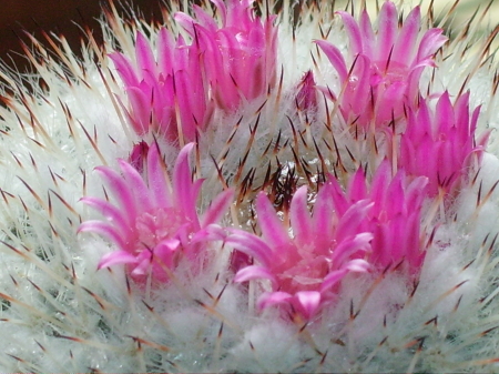 Flowering cactus