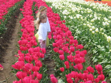 Tulip Farm, Woodburn, OR