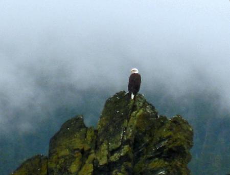 Eagle perched on a rock in a lake in Alaska