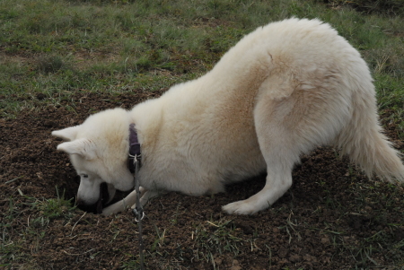 Mischa trying to catch a pararie dog