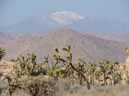 Joshua Tree National Park