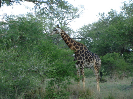 Giraffe in the wild