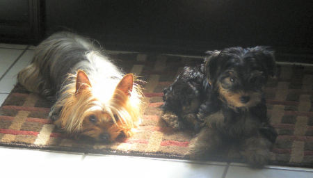 My Puppies