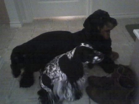 SWEETIE ( ROTTWEILER), SUGAR & DAISEY