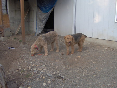 Anna and Willie, our Airedale Terriers