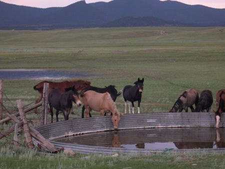 Wild Horses on my 65 acres in Colorado