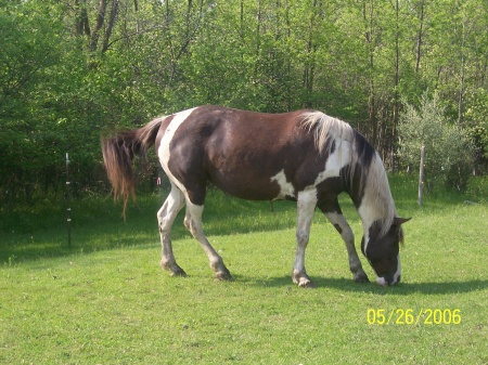 Katie By Apache   "Apache", Mysty's mom.