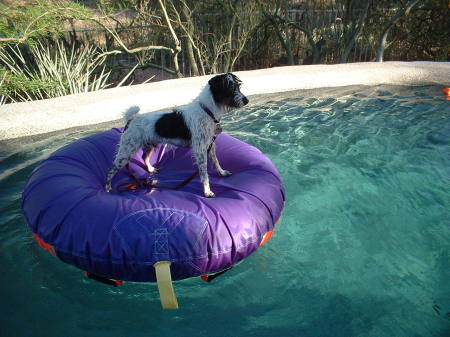 Terrier rafting, but terrified to swim