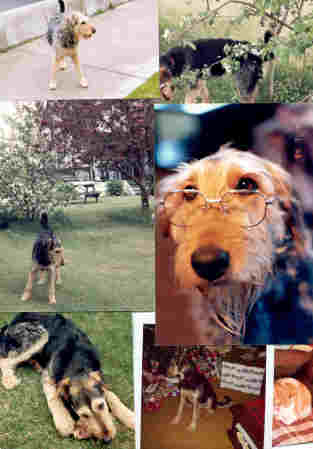Our faithful Airedale, Molly, passed away...."pushin 19!"