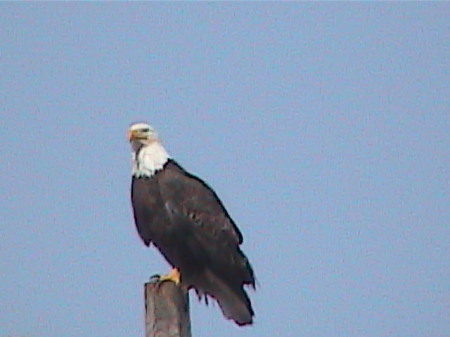 American Eagle in Alaska