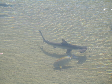 Baby Sharks at Kolina Resort Oahu
