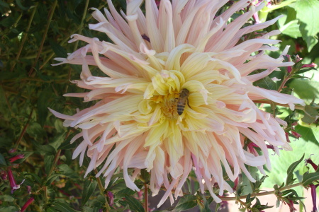 Denver Botanical Gardens