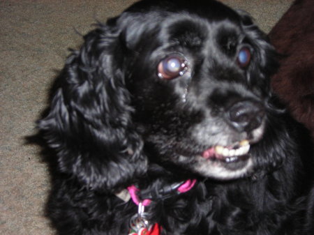 my cocker spaniel sheba