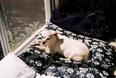 Sophie Sunbathing by the Window
