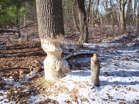 Hungry Beavers