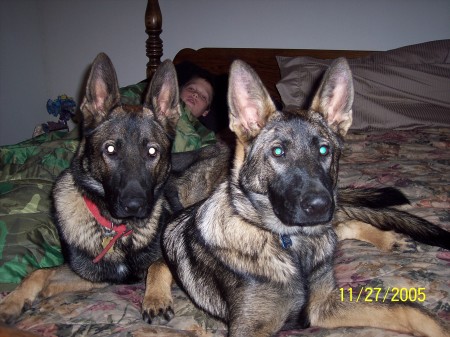 Our puppies Ivan and Urs