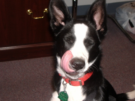 Sadie at 5 months old, October 12, 2007 UPDATE