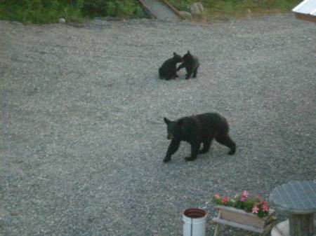 Black Mama Bear & cubs